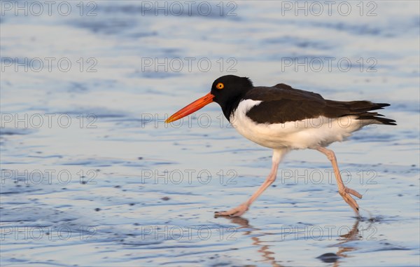 American oystercatcher (Haematopus palliatus) running on the beach in the morning