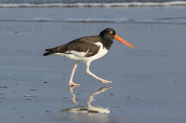 American oystercatcher (Haematopus palliatus) on the beach