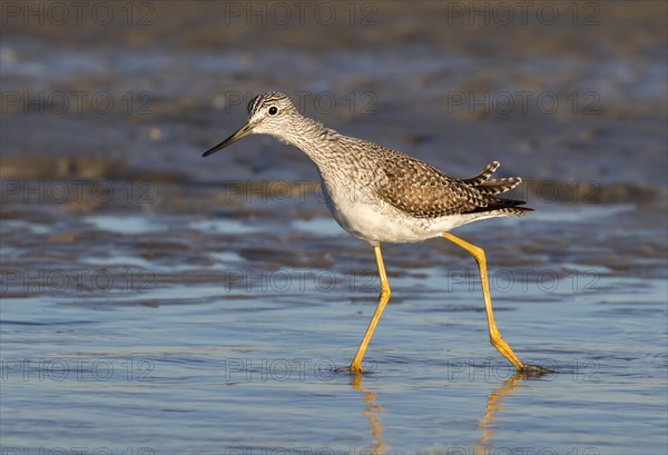 Greater yellowlegs (Tringa melanoleuca) wading in the shallow water of tidal marsh