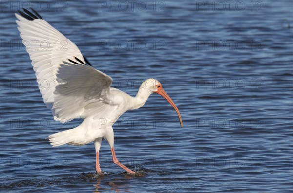 American white ibis (Eudocimus albus)