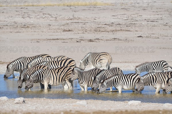 Herd of Burchell's Zebras (Equus burchelli)