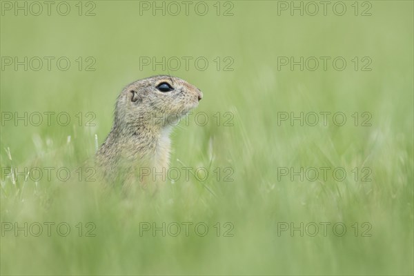 European ground squirrel (Spermophilus citellus) in a meadow