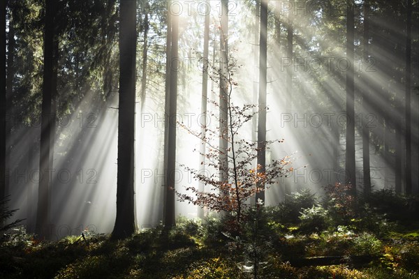 Rays of sunlight shining through trees in fog