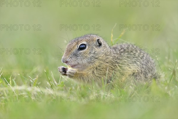 European ground squirrel (Spermophilus citellus) young