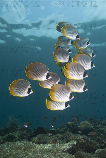 Philippine Butterflyfish (Chaetodon adiergastos)