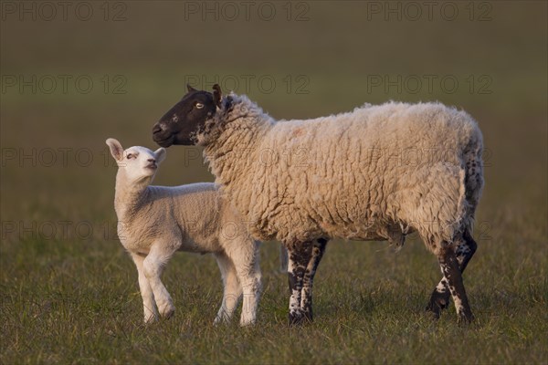 Sheep (Ovis aries)