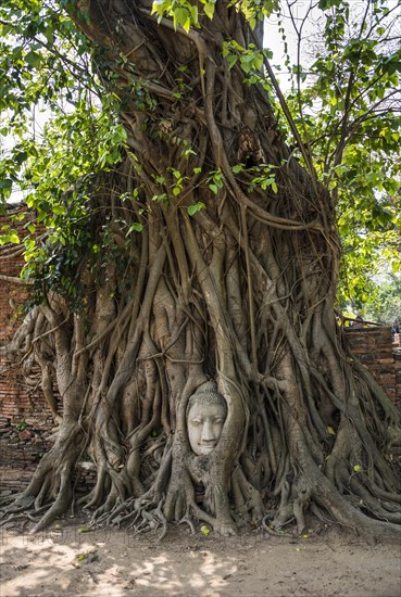 Buddha head statue in bodhi tree (Ficus religiosa) roots