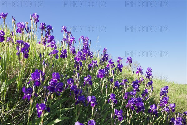 Irises (Iris sp.)