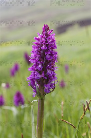 Marsh orchid (Dactylorhiza Osmanica)