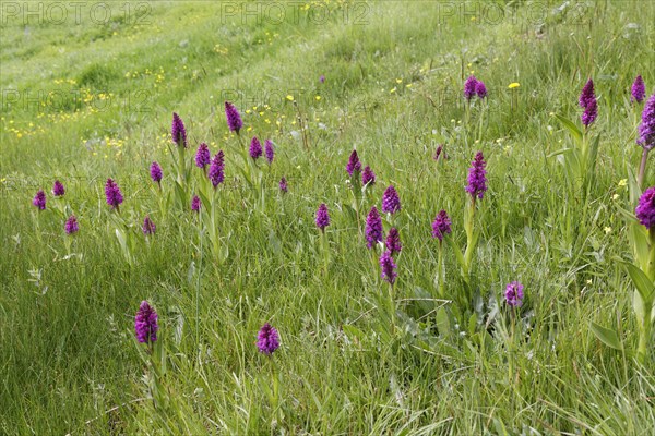 Marsh orchid (Dactylorhiza Osmanica) in a meadow