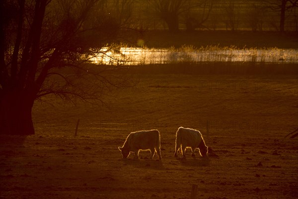 Galloway cattle (Bos primigenius taurus) in backlight on a pasture