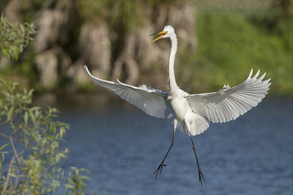 Great Egret (Casmerodius albus