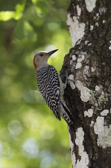 Red-bellied Woodpecker (Melanerpes carolinus)