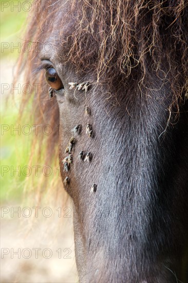 Horse with annoying flies around the eye