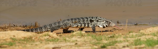 Argentine black and white tegu (Salvator merianae