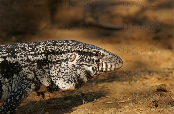 Argentine black and white tegu (Salvator merianae