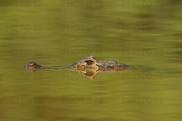 Yacare caiman (Caiman Yacare