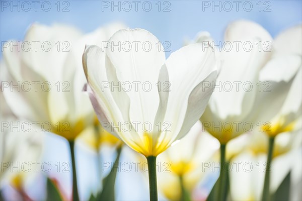 Tulip chalices