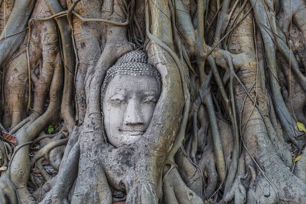 Buddha statue head ingrown in strangler fig roots (Ficus religiosa)