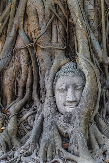 Buddha statue head ingrown in strangler fig roots (Ficus religiosa)