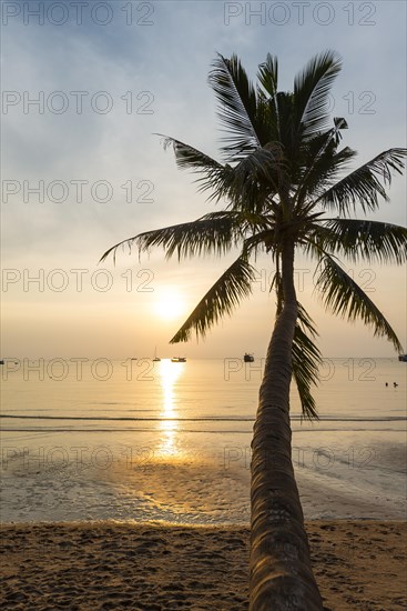 Palm tree at sunset on the beach of Koh Tao