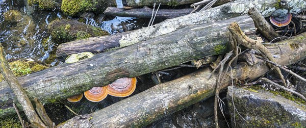 Fallen trees