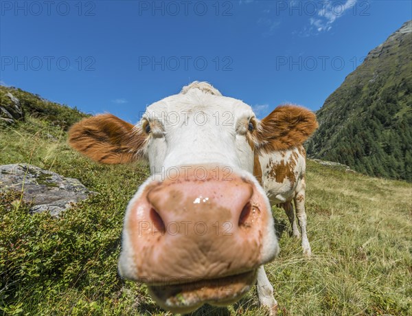 Curious cow in a meadow