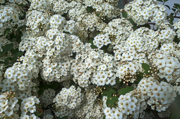 Blossoming Vanhoutte spirea (Spiraea x vanhouttei)