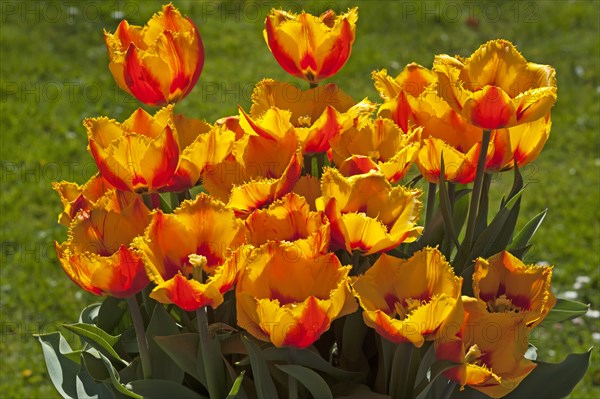 Flowering Crispa Tulips Fringed flair (Tulipa sp.)