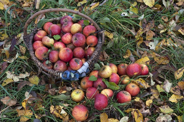 Freshly picked Cox apples (Malus domestica) in basket on autumnal meadow