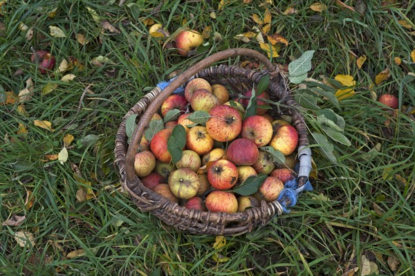 Freshly picked Cox apples (Malus domestica) in basket on grass