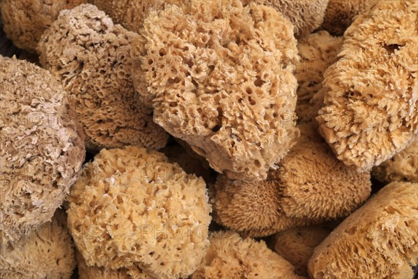 Natural sea sponges