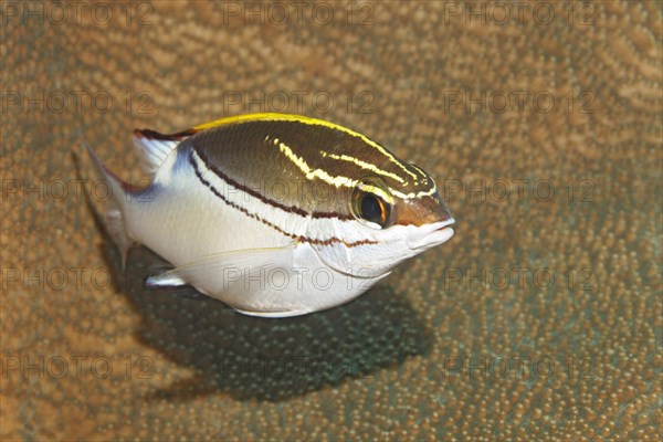 Two-lined monocle bream (Scolopsis bilineata) swimming above stone coral