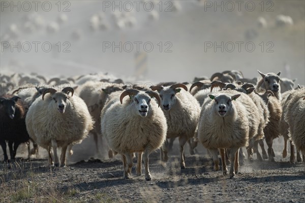 Domestic sheep (Ovis aries)