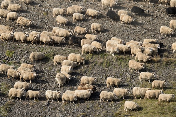 Domestic sheep (Ovis aries)