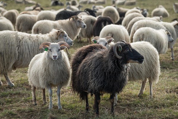 Sheep (Ovis aries)