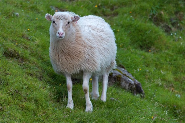 Sheep (Ovis aries)