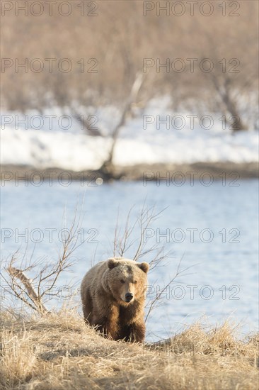Brown bear (Ursus arctos) walking by the shore