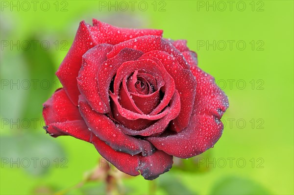 Red rose with raindrops