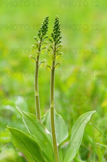 Common Twayblade (Listera ovata)