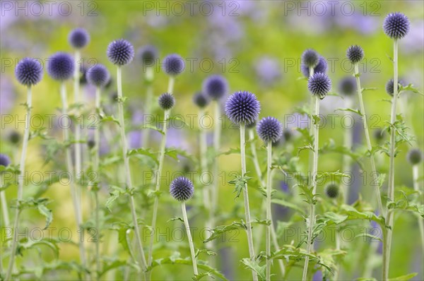 Blue globe thistles (Echinops sp.)