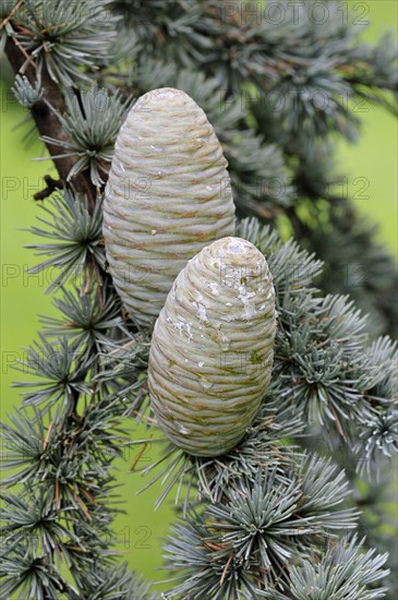 Blue Atlas cedar (Cedrus atlantica cv. glauca)