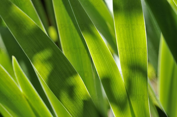 Iris leaves (Iris sp.) in transmitted light