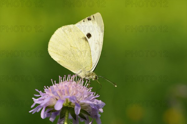 Large white (Pieris brassicae) butterfly sitting on a honeysuckle (Scabiosa sp.)