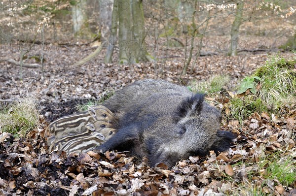 Wild boar (Sus scrofa)