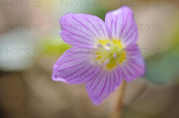 Common wood sorrel (Oxalis acetosella)