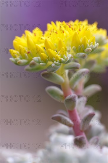 Tasteless Stonecrop (Sedum sexangulare)