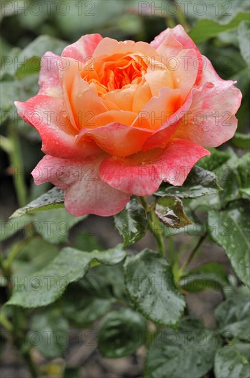 Hybrid tea rose