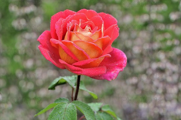 Hybrid tea rose