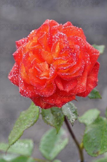 Hybrid tea rose